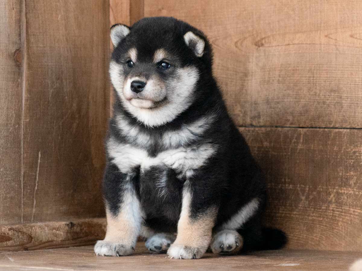 黒柴子犬販売 | ID4615 | 完全保証付き | 三重・東京対応 | 柴犬専門