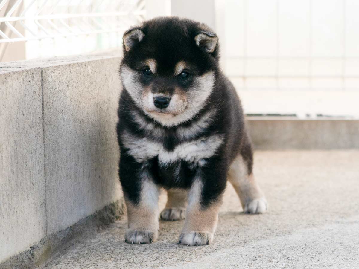 黒柴子犬販売 | ID4615 | 完全保証付き | 三重・東京対応 | 柴犬専門