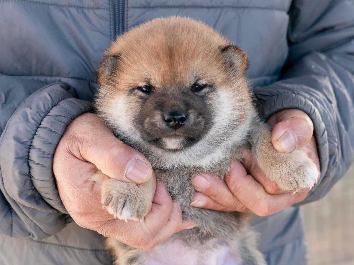 赤柴メス子犬】ID4616の詳細情報と購入ガイド｜価格・血統・保証内容