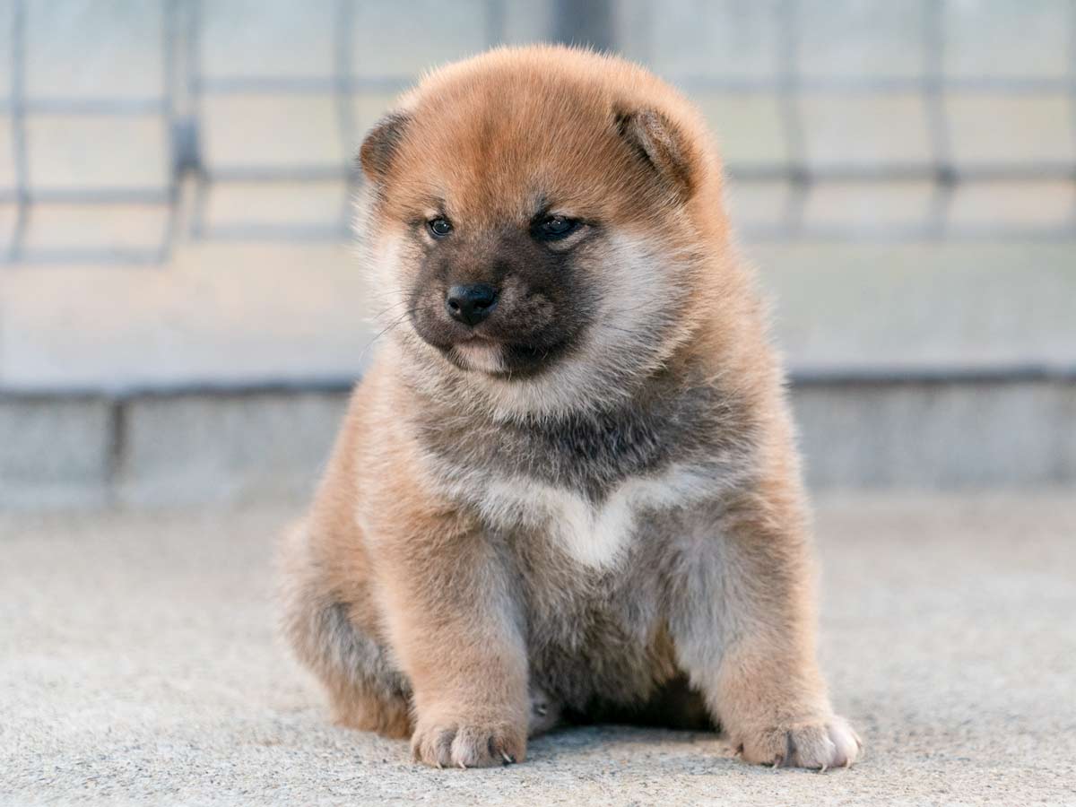 赤柴メス子犬】ID4616の詳細情報と購入ガイド｜価格・血統・保証内容