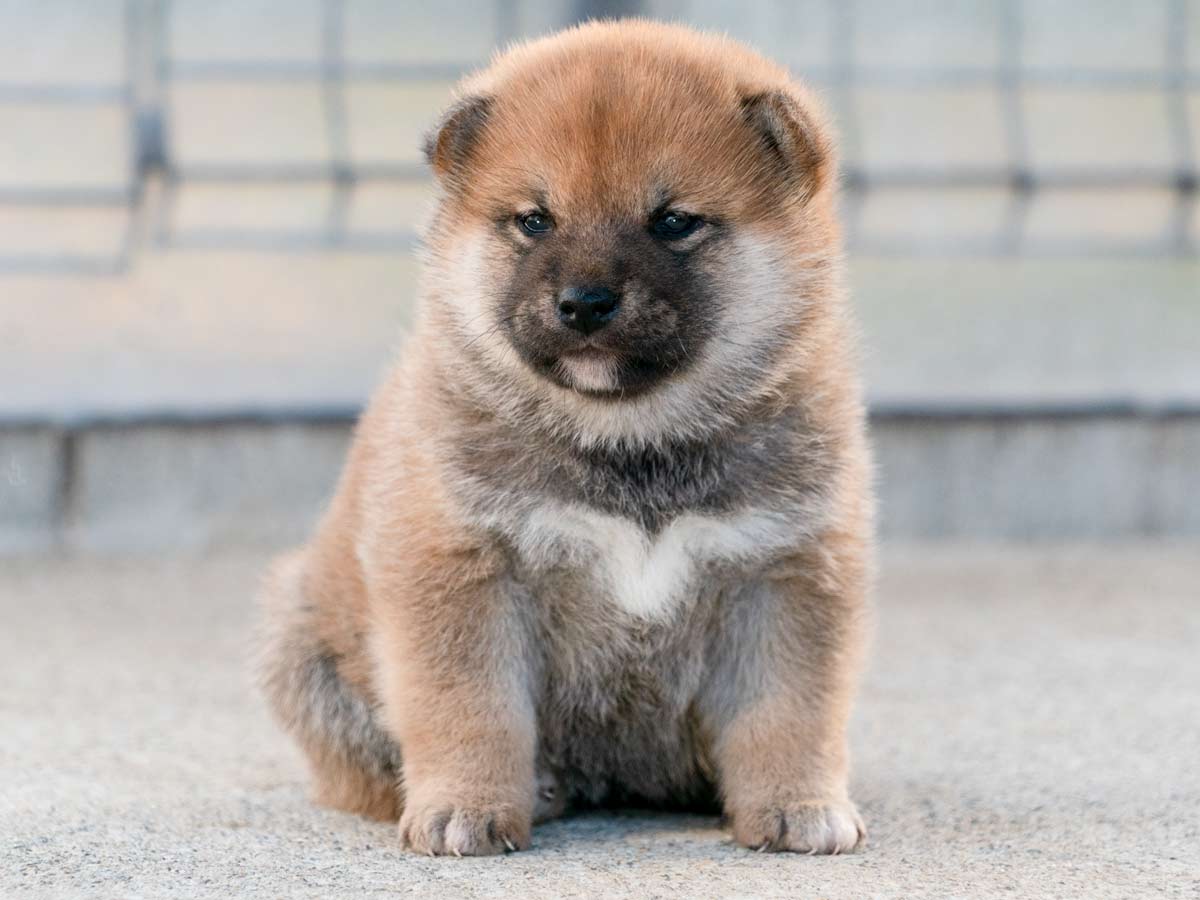 赤柴メス子犬】ID4616の詳細情報と購入ガイド｜価格・血統・保証内容