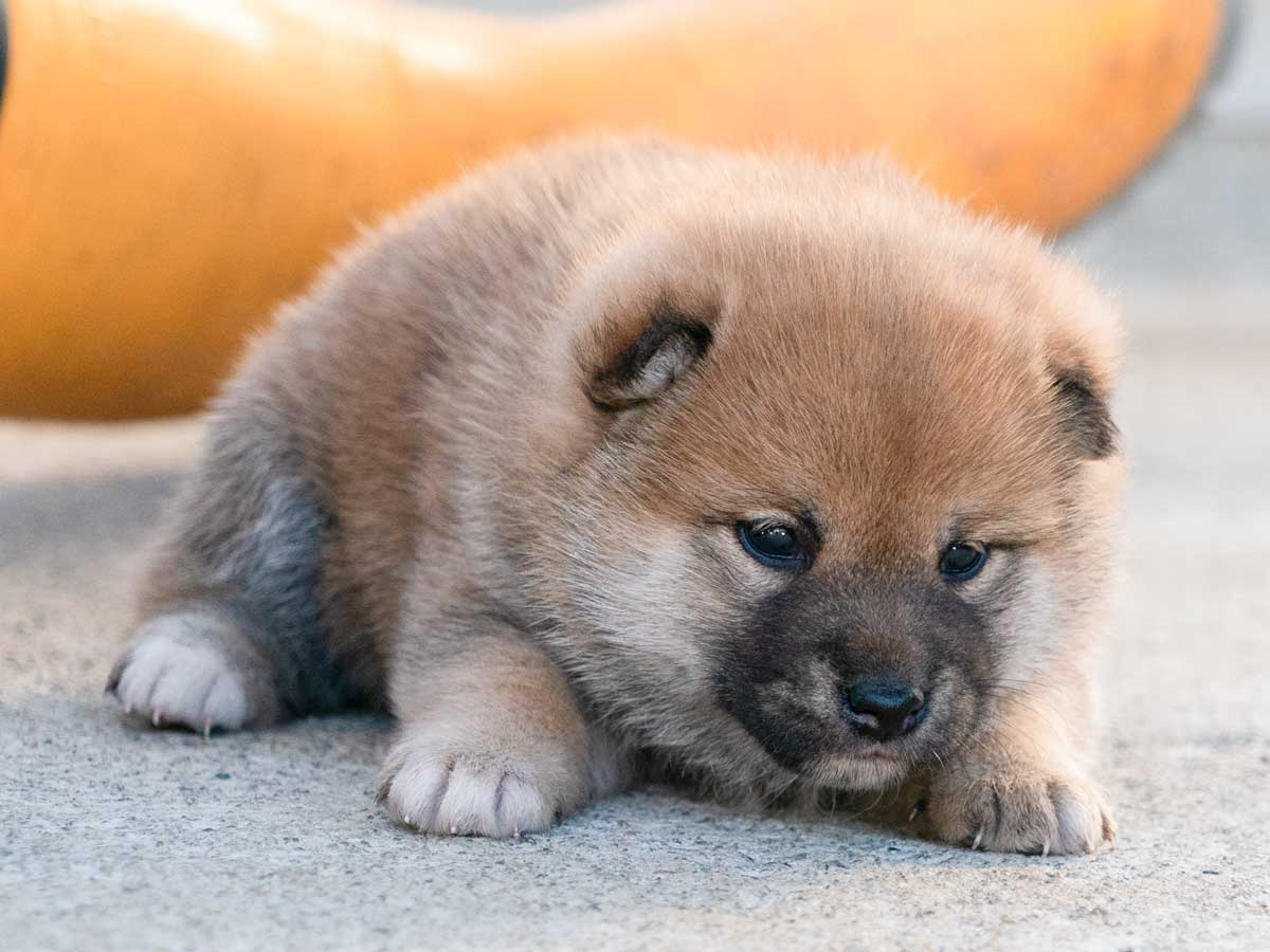 柴犬！ fit=scale-down,w=1200