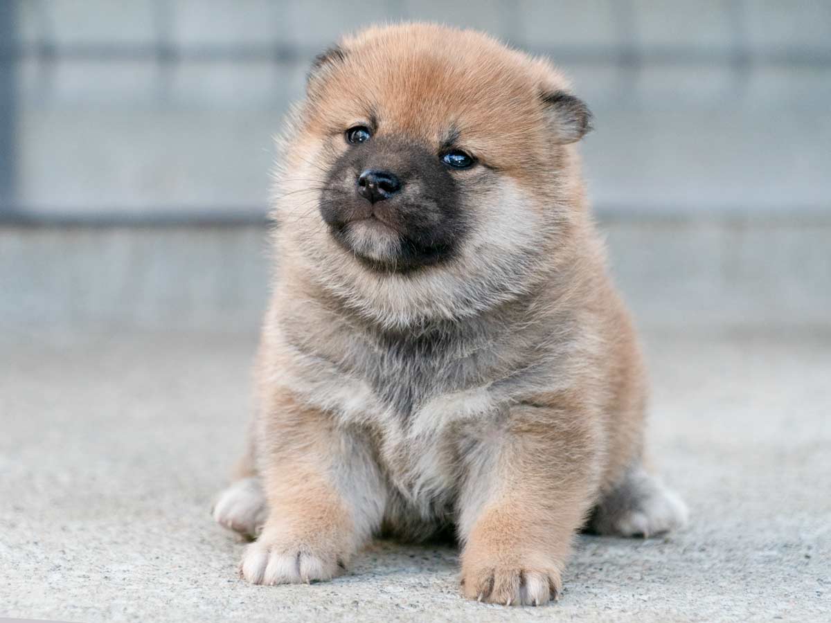 柴犬！ SNSで話題の“クセつよ”柴犬を大特集！ 人気投稿のウラ側などファン必見
