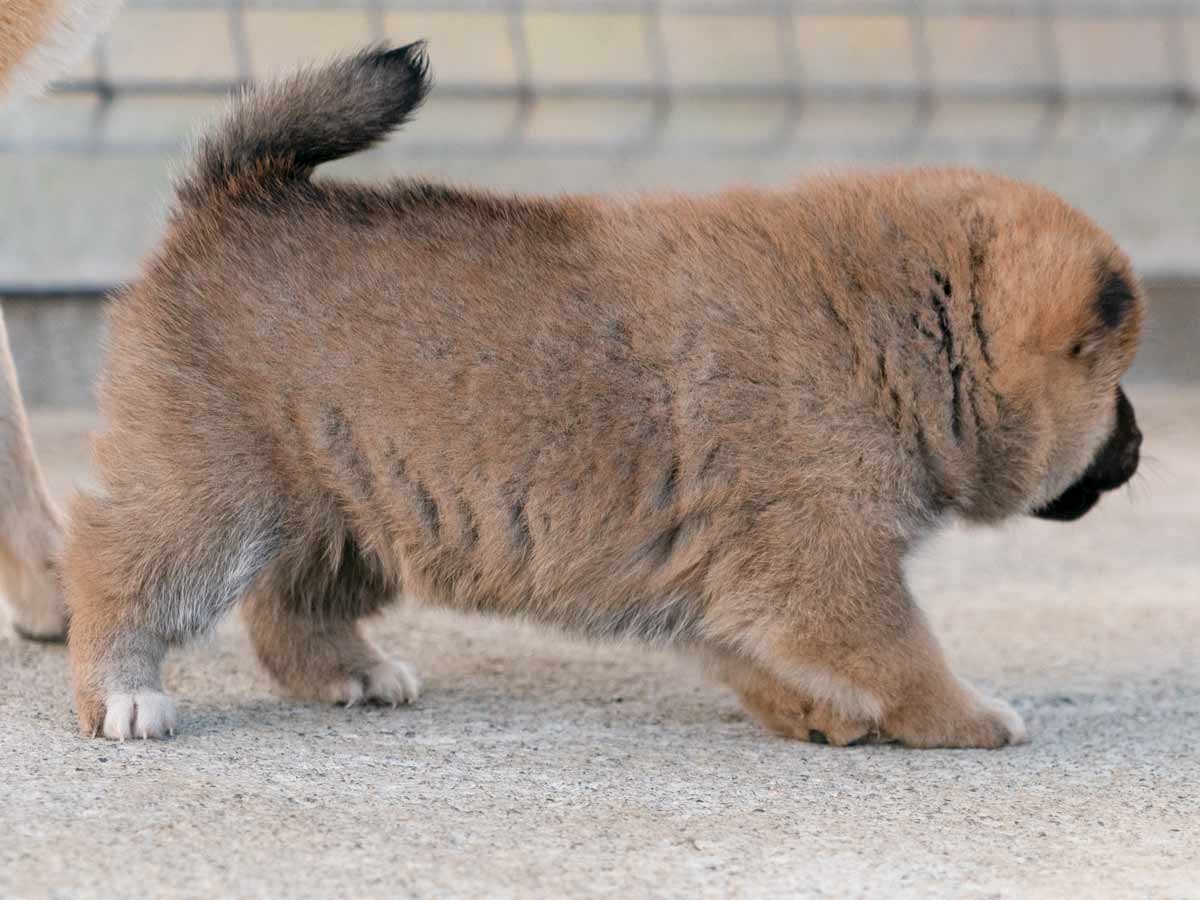 赤柴メス子犬】ID4617の詳細情報と購入ガイド｜価格・血統・保証内容