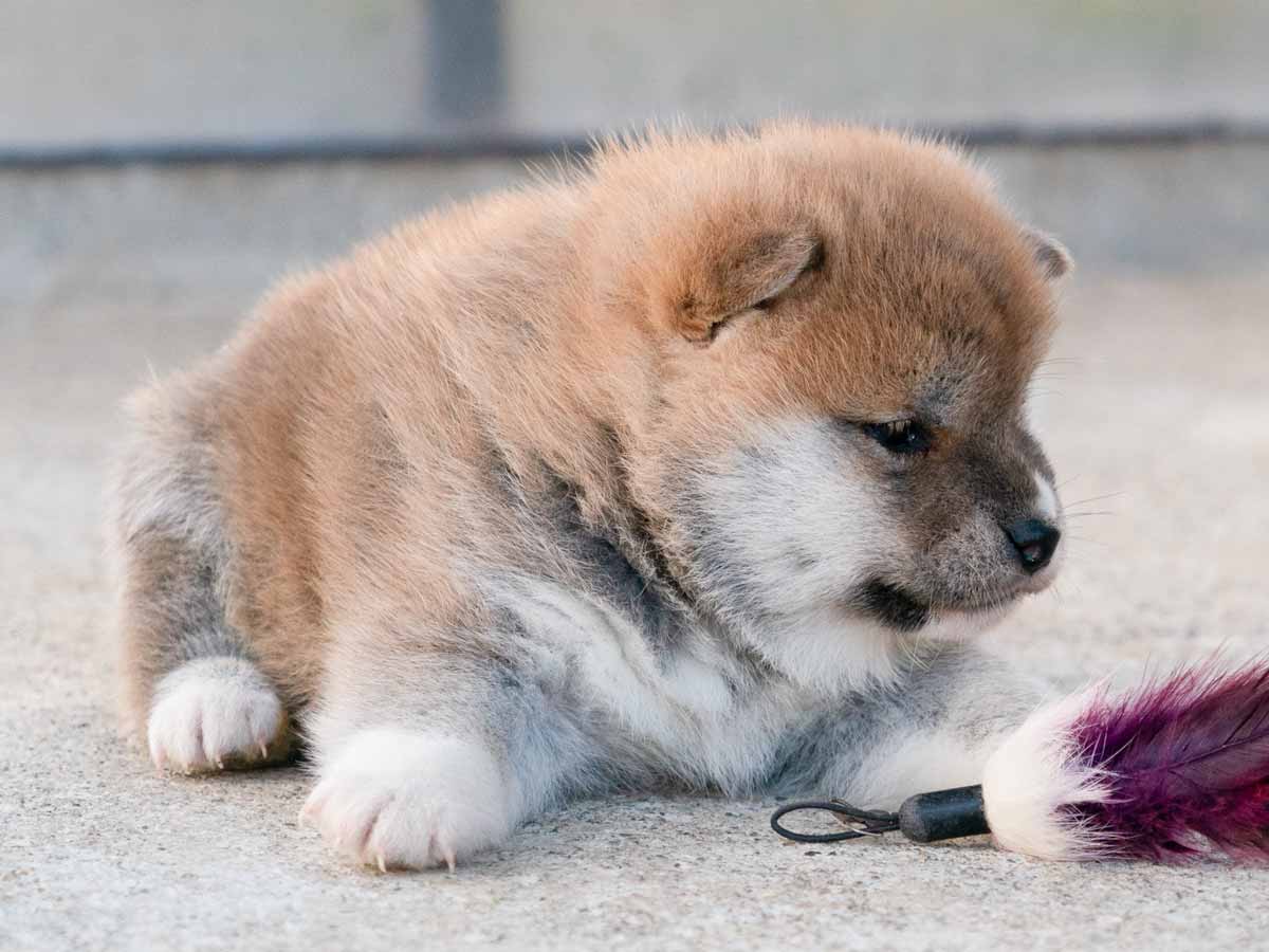 赤柴メス子犬】ID4619の詳細情報と購入ガイド｜価格・血統・保証内容