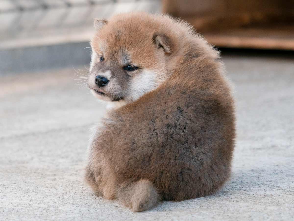 赤柴メス子犬】ID4619の詳細情報と購入ガイド｜価格・血統・保証内容【東京】 | 【柴犬.net】柴犬専門ブリーダー・犬舎の子犬販売