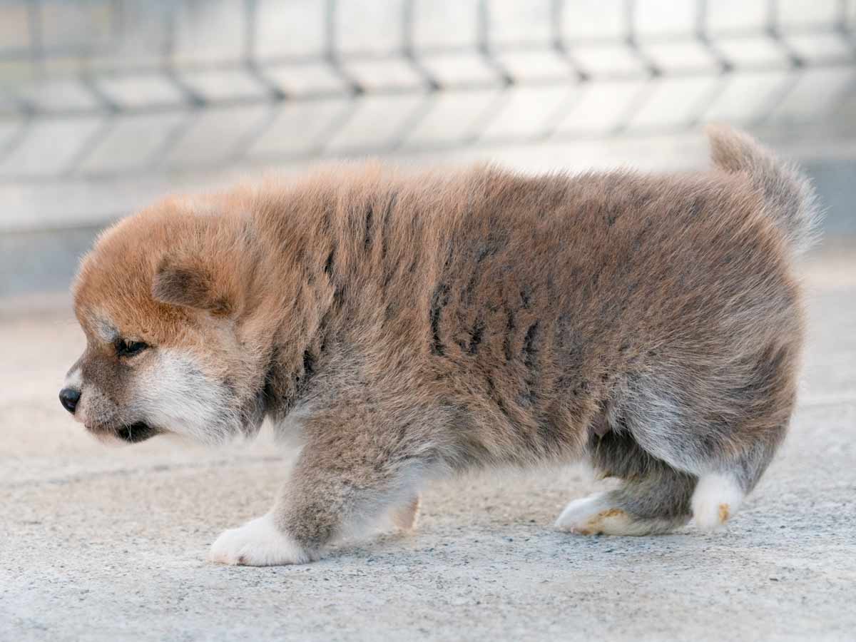 赤柴メス子犬】ID4619の詳細情報と購入ガイド｜価格・血統・保証内容