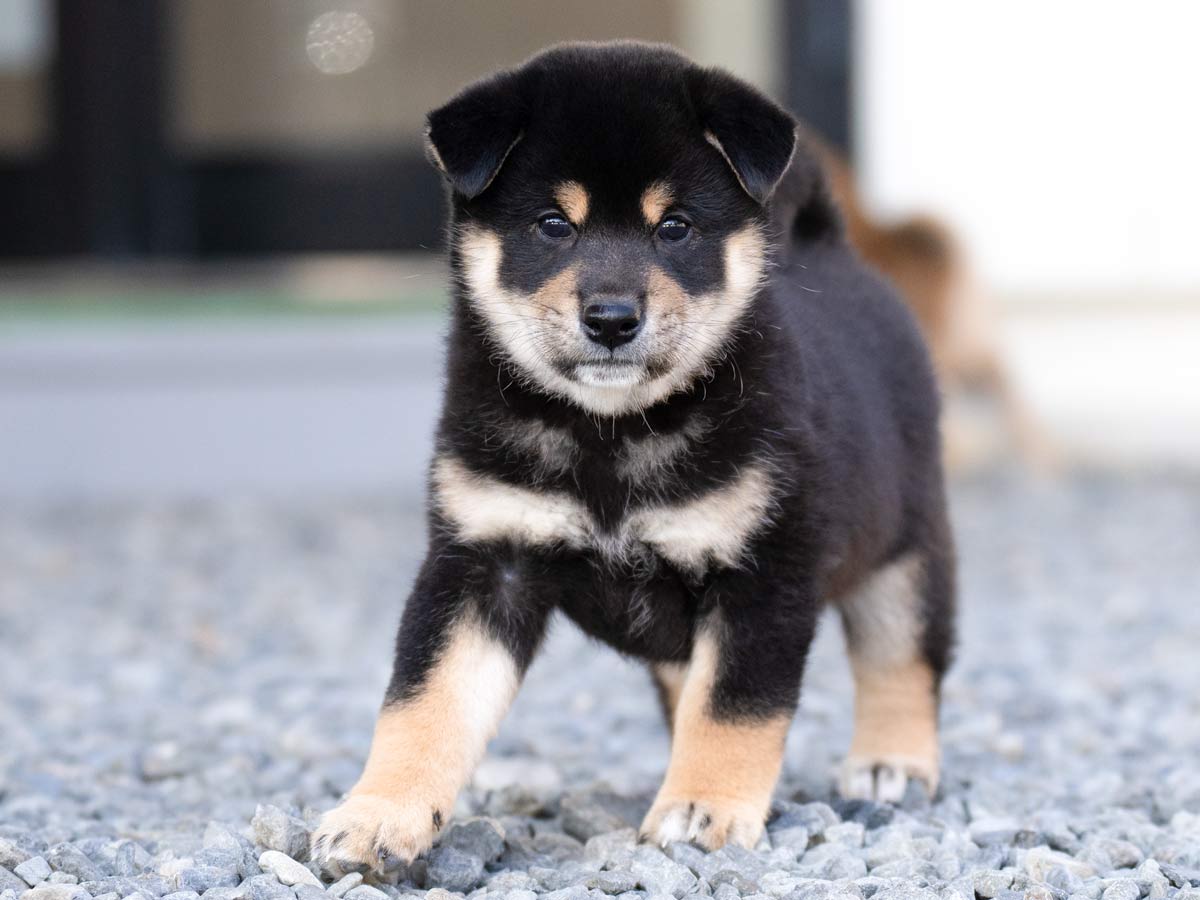 黒柴オス子犬】ID4626の詳細情報と購入ガイド｜飼育方法を徹底解説