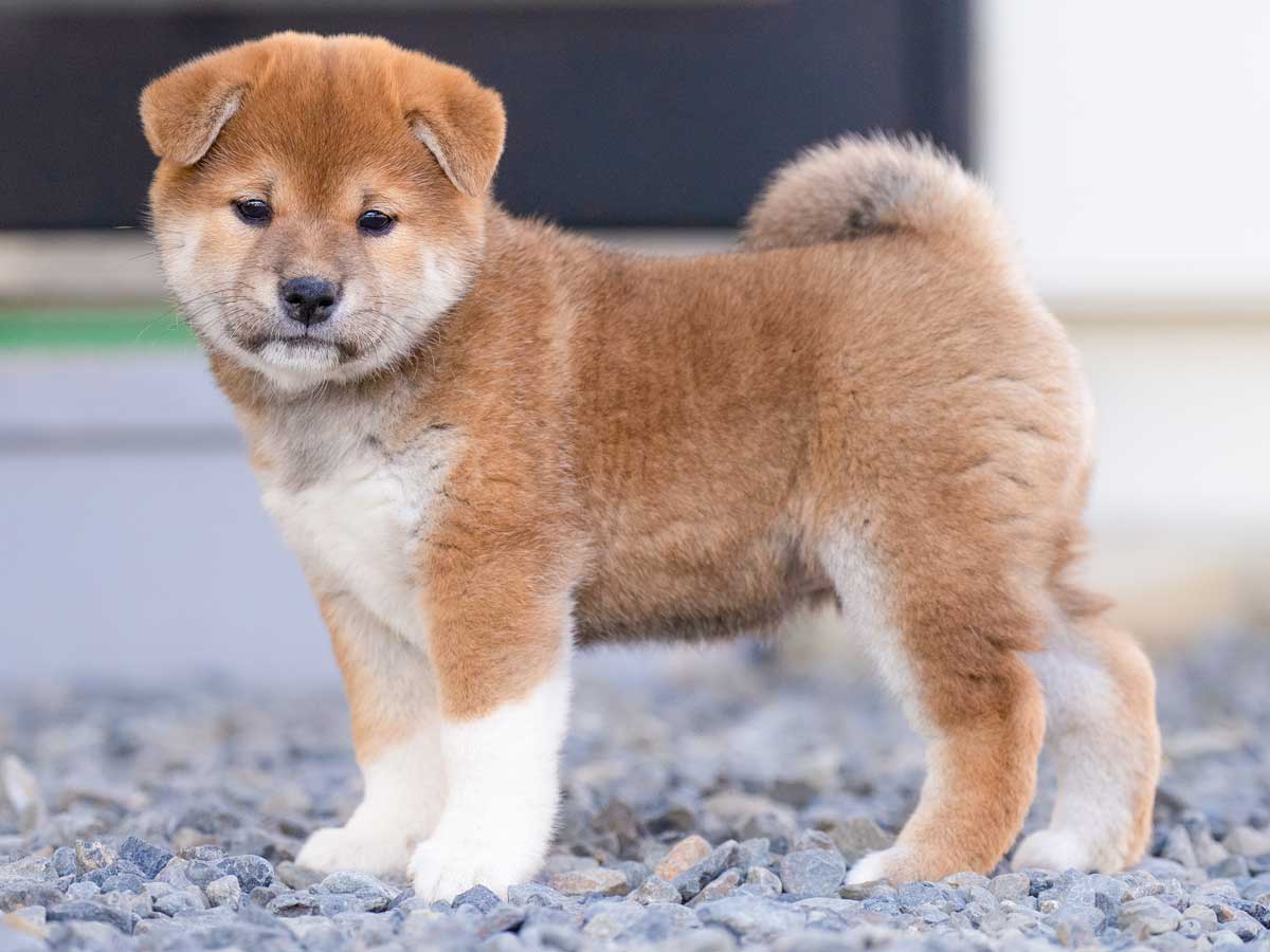 柴犬！ Shi-Ba(シーバ) 2026年 冬号 | 辰巳出版 |本 | 通販 | Amazon