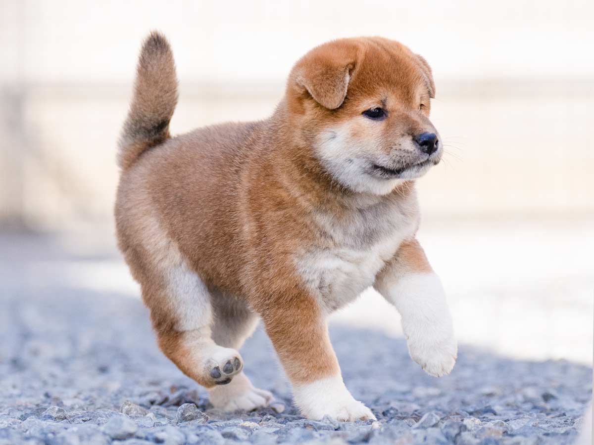 赤柴メス子犬】ID4627の詳細情報と購入ガイド｜飼育方法を徹底解説