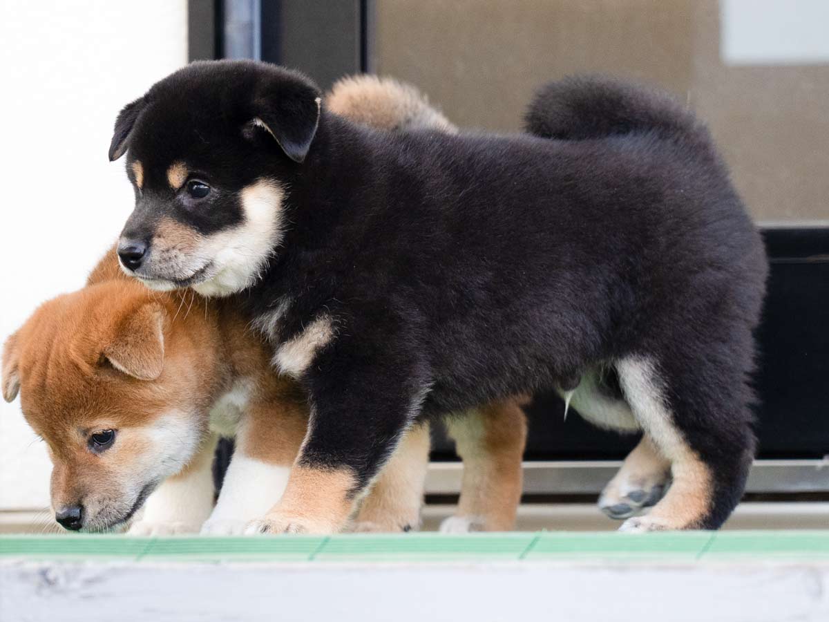 黒柴オス子犬】ID4626の詳細情報と購入ガイド｜飼育方法を徹底解説