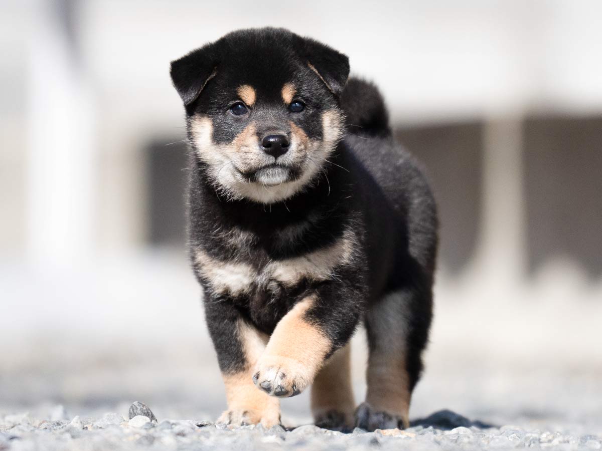 黒柴オス子犬】ID4626の詳細情報と購入ガイド｜飼育方法を徹底解説