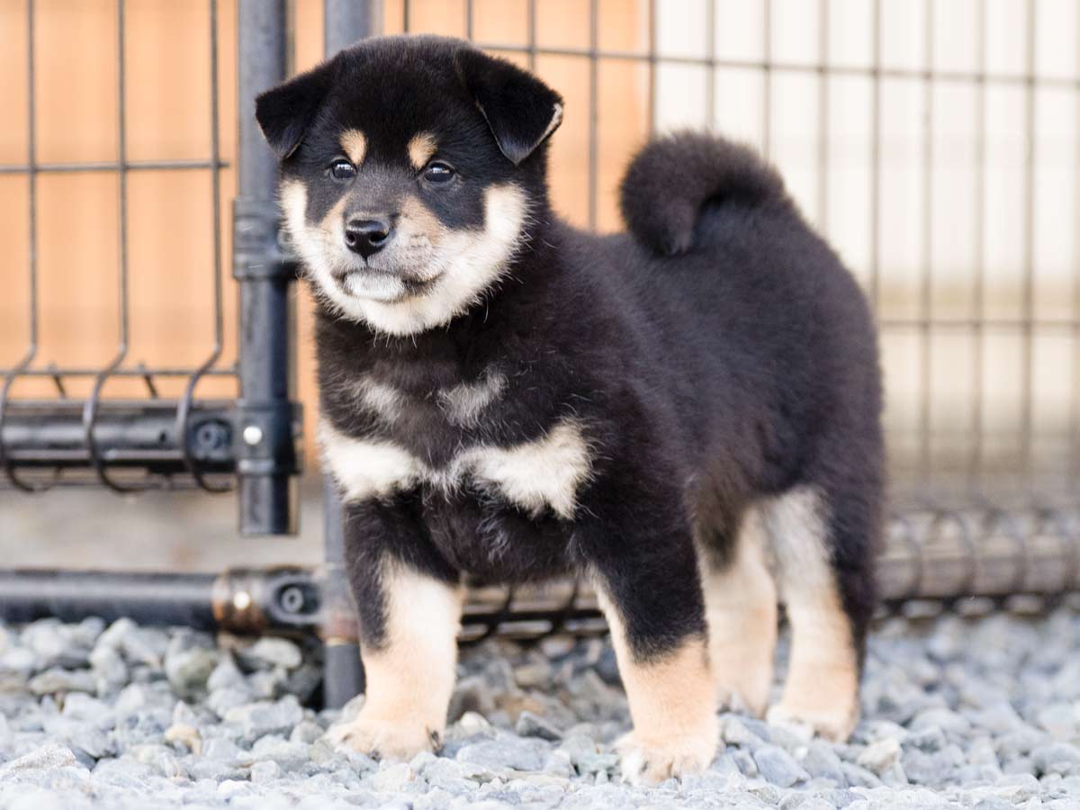 黒柴オス子犬】ID4626の詳細情報と購入ガイド｜飼育方法を徹底解説