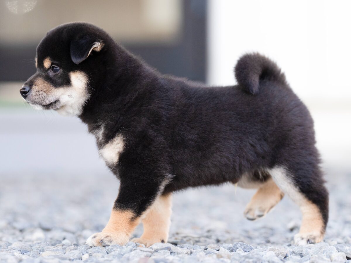 黒柴オス子犬】ID4626の詳細情報と購入ガイド｜飼育方法を徹底解説