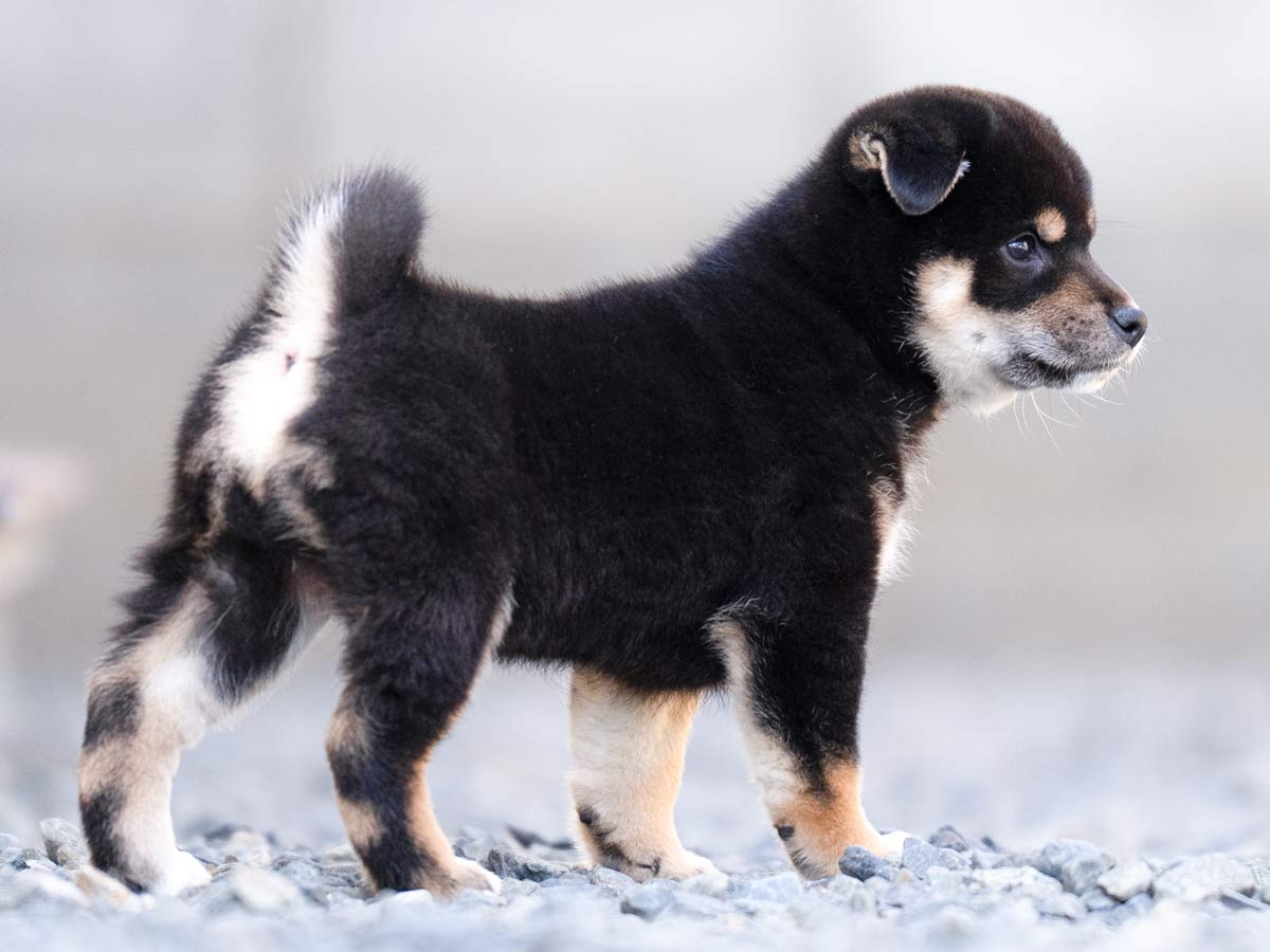 黒柴メス子犬】ID4628の詳細情報と購入ガイド｜飼育方法を徹底解説