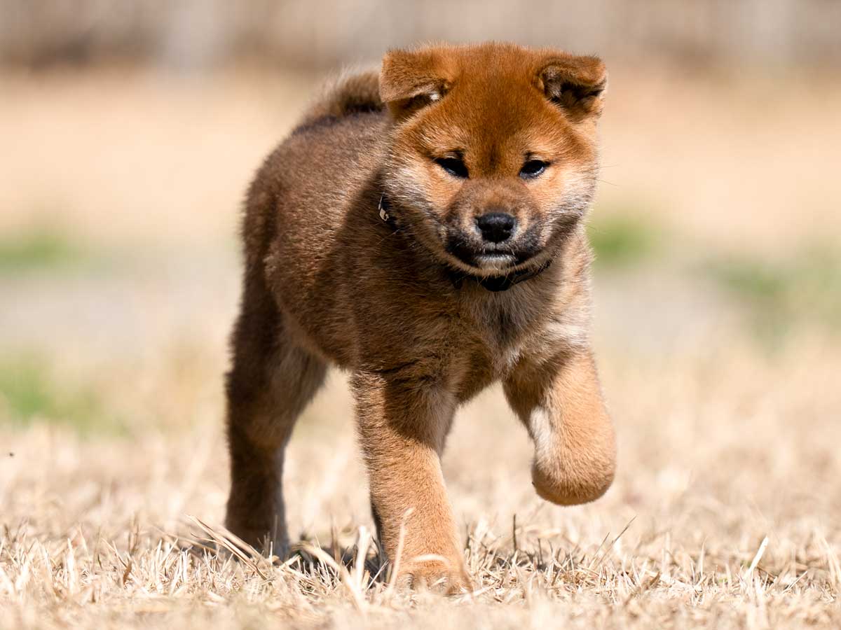 【赤犬】　シャープ　並四ラジオ　動作品　値下げ！ 赤柴オス子犬】ID4631の価格・血統・保証内容｜安心の購入ガイド【東京