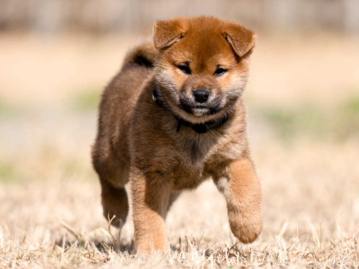 赤柴オス子犬】ID4631の価格・血統・保証内容｜安心の購入ガイド【東京