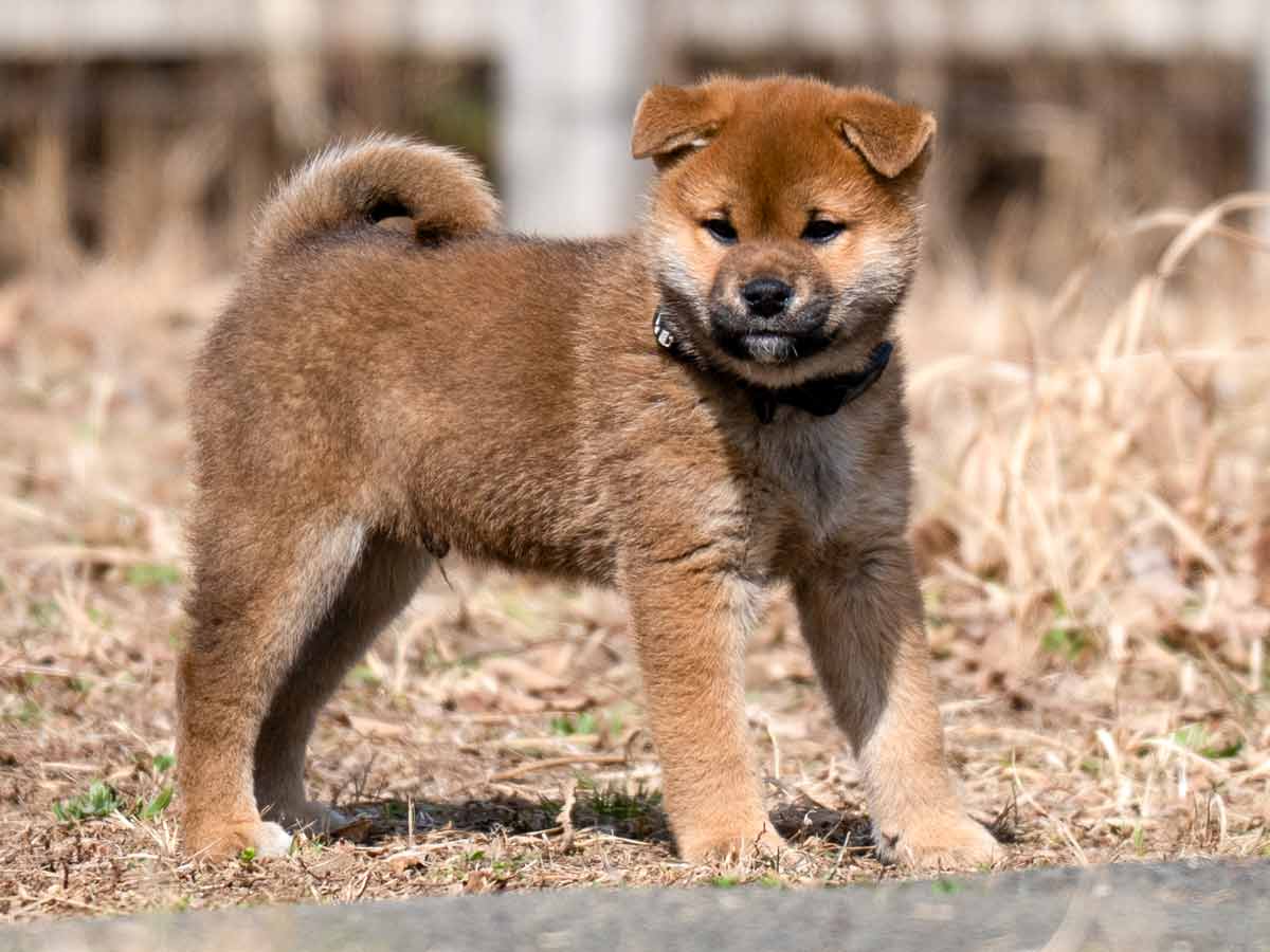 赤柴オス子犬】ID4631の価格・血統・保証内容｜安心の購入ガイド【東京