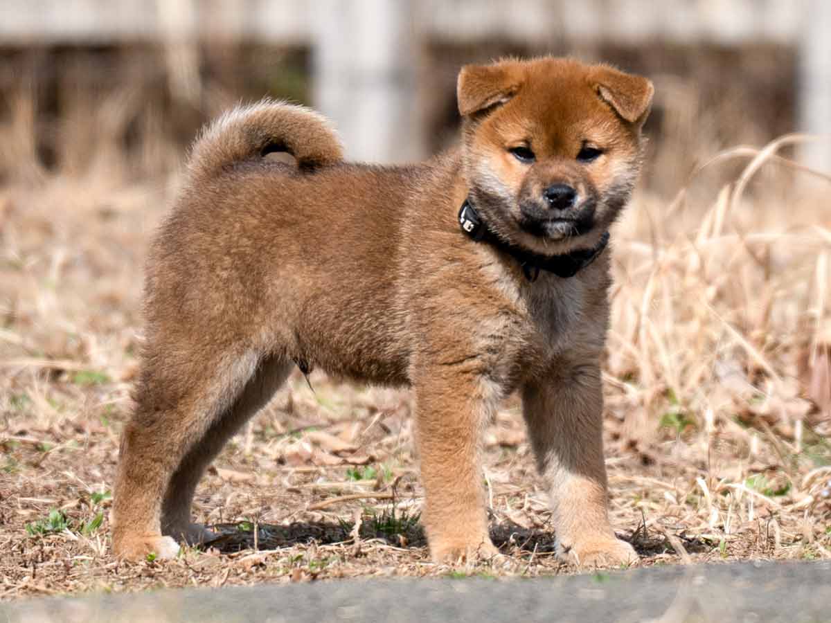 赤柴オス子犬】ID4631の価格・血統・保証内容｜安心の購入ガイド【東京