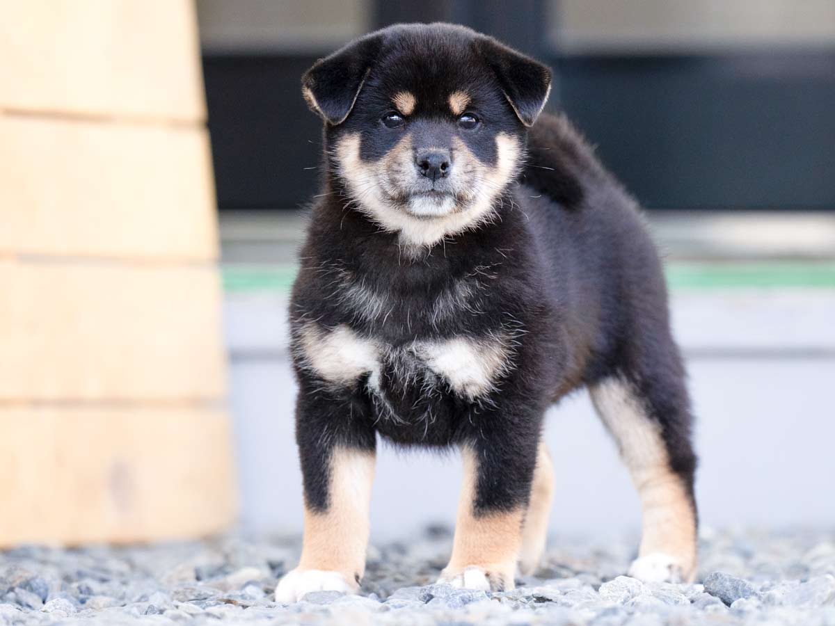 黒柴メス子犬】ID4628の詳細情報と購入ガイド｜飼育方法を徹底解説