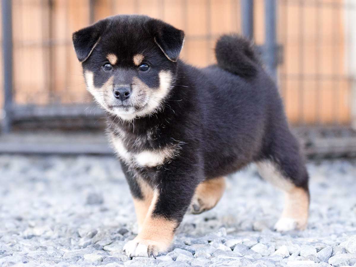 黒柴メス子犬】ID4628の詳細情報と購入ガイド｜飼育方法を徹底解説