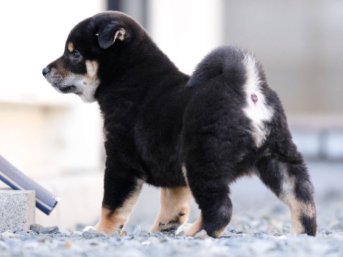 黒柴オス子犬】ID4629の詳細情報と購入ガイド｜飼育方法を徹底解説