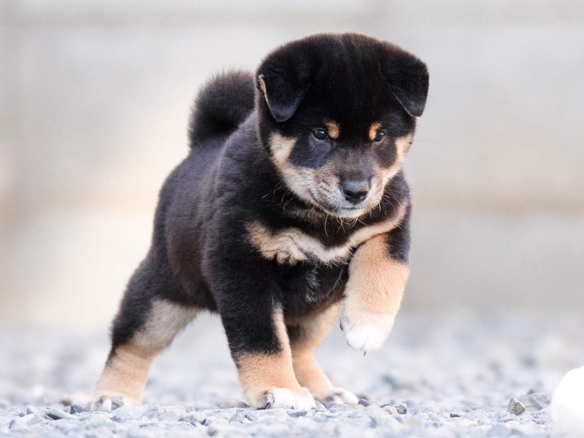 黒柴オス子犬】ID4629の詳細情報と購入ガイド｜飼育方法を徹底解説