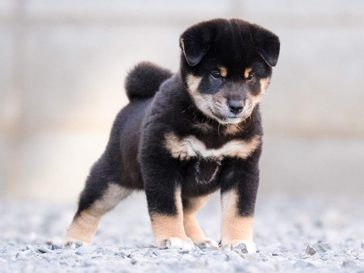 黒柴オス子犬】ID4629の詳細情報と購入ガイド｜飼育方法を徹底解説