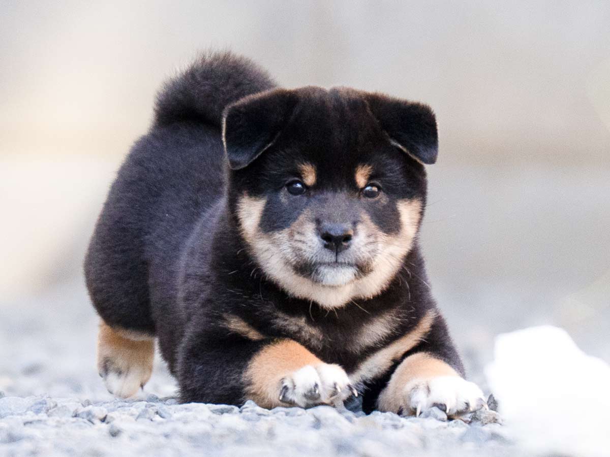 黒柴オス子犬】ID4629の詳細情報と購入ガイド｜飼育方法を徹底解説