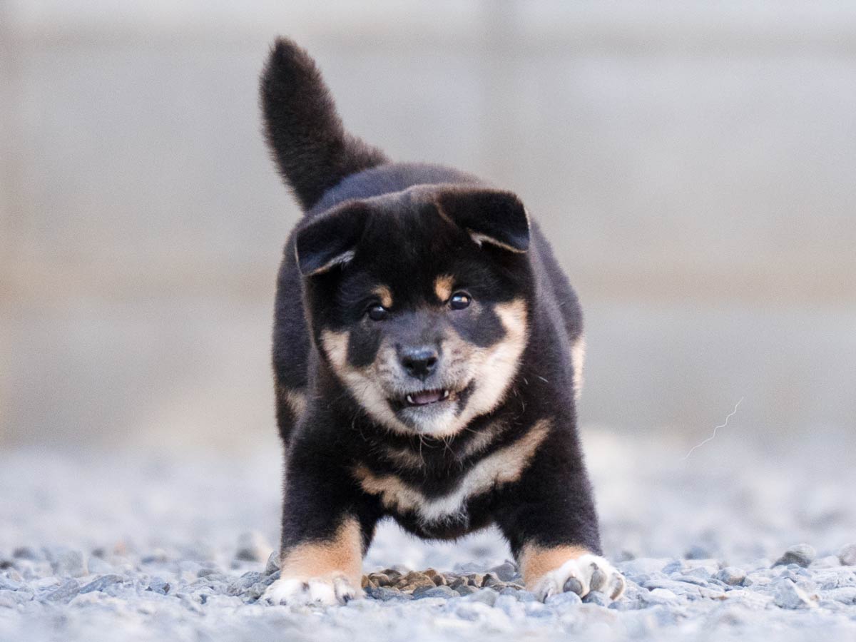 黒柴オス子犬】ID4629の詳細情報と購入ガイド｜飼育方法を徹底解説