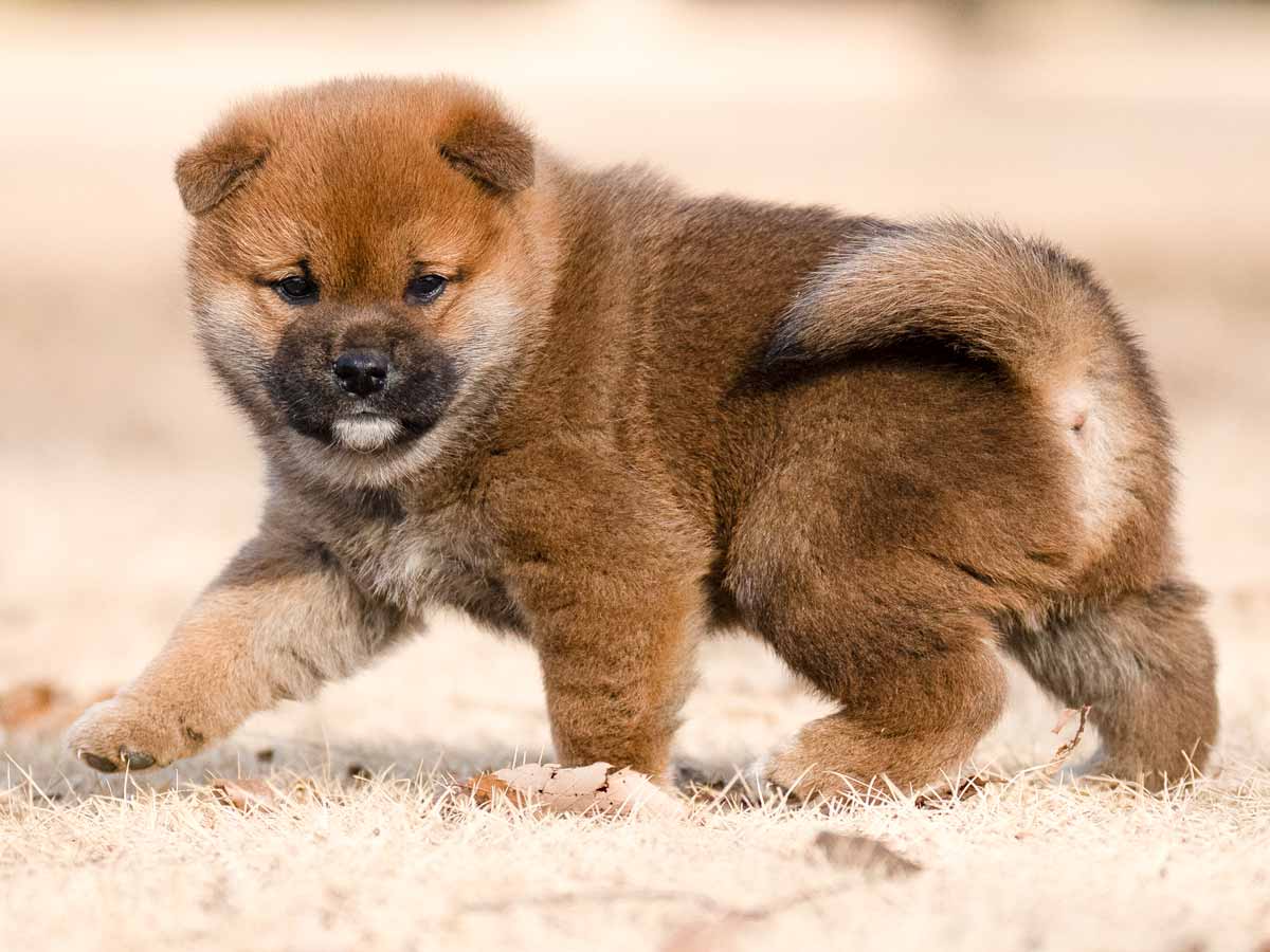 赤柴オス子犬】ID4631の価格・血統・保証内容｜安心の購入ガイド【東京