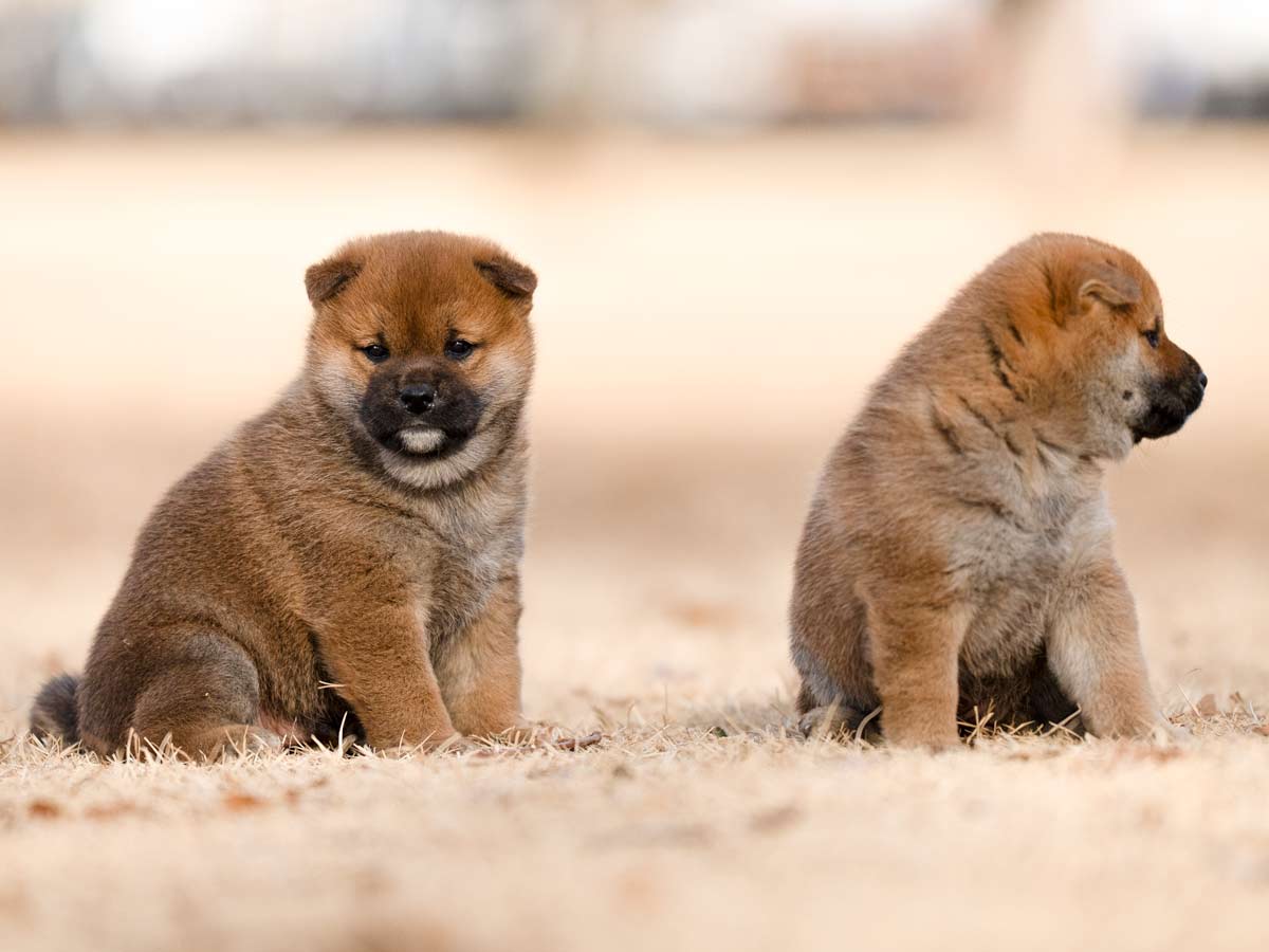 赤柴オス子犬】ID4631の価格・血統・保証内容｜安心の購入ガイド【東京