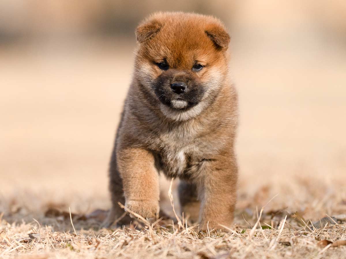 赤柴オス子犬】ID4631の価格・血統・保証内容｜安心の購入ガイド【東京