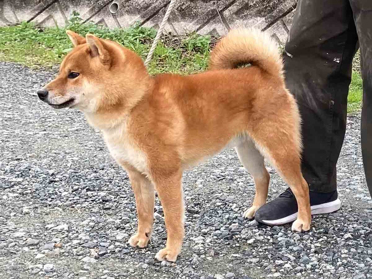 赤柴オス子犬】ID4632の価格・血統・保証内容｜安心の購入ガイド【愛媛