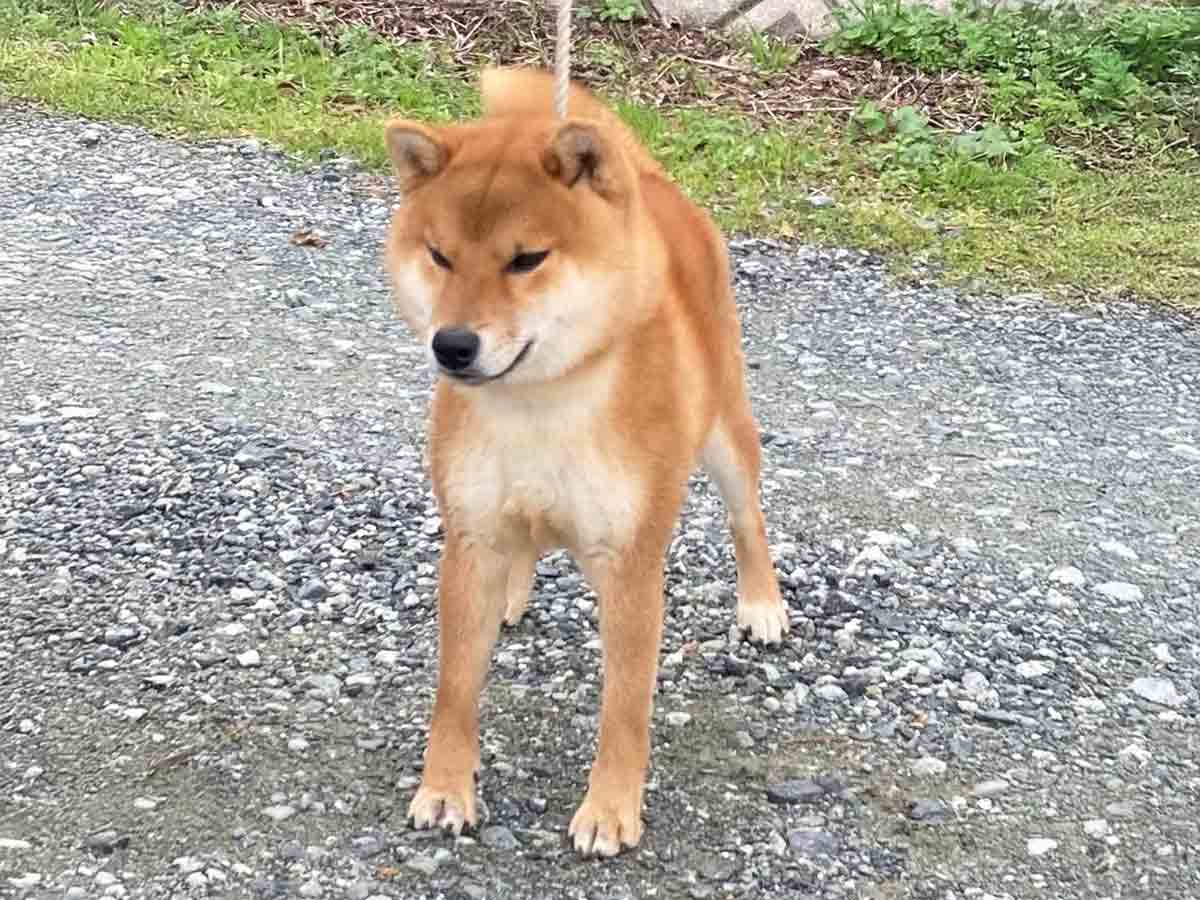 赤柴オス子犬】ID4632の価格・血統・保証内容｜安心の購入ガイド【愛媛