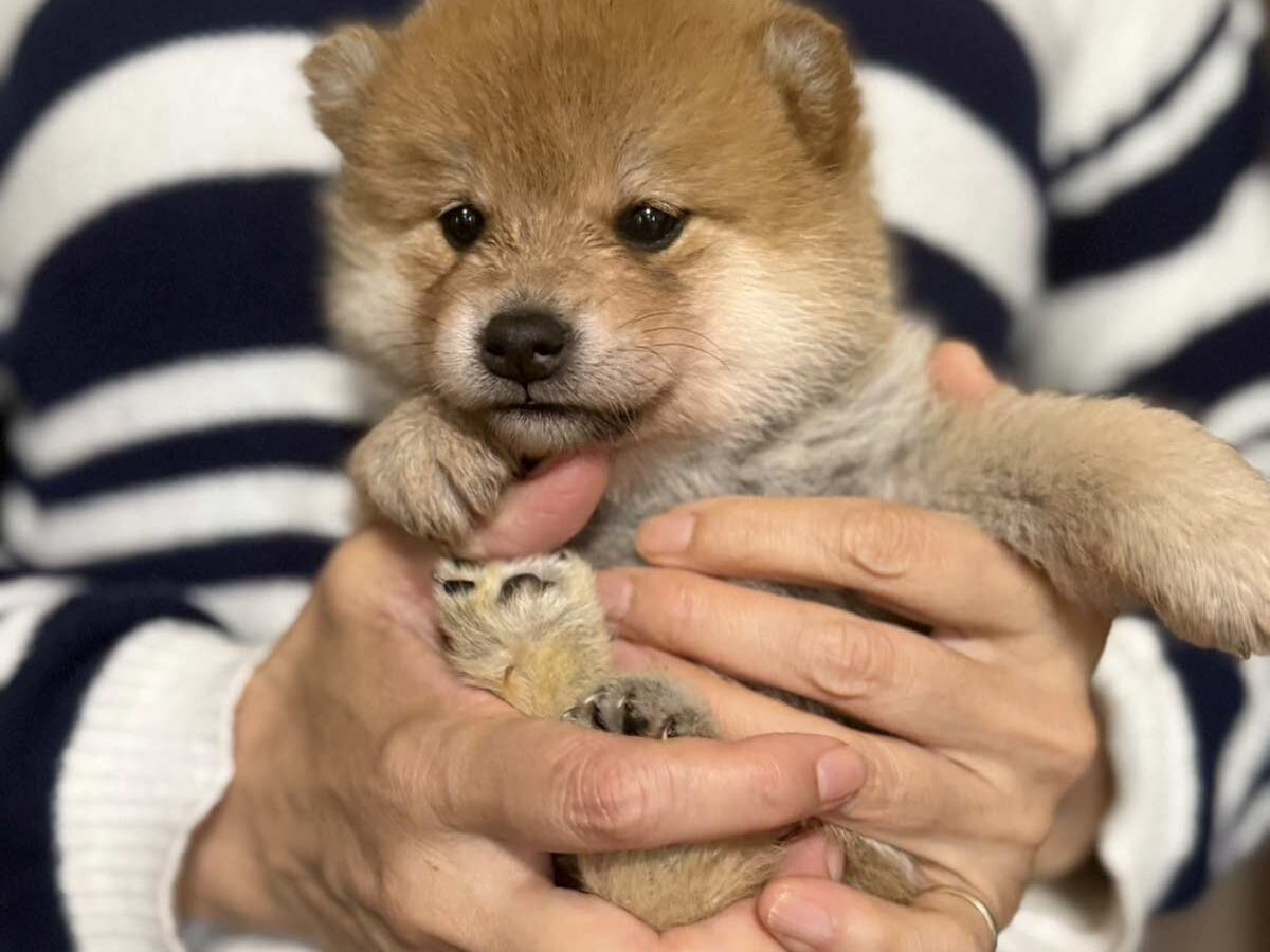 赤柴オス子犬】ID4638の詳細情報と購入ガイド｜価格・血統・保証内容