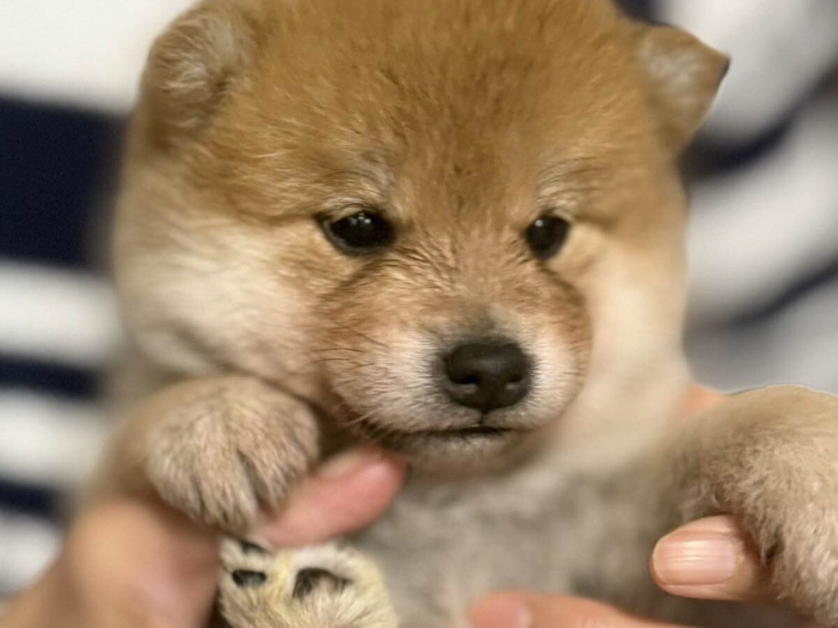 赤柴オス子犬】ID4638の詳細情報と購入ガイド｜価格・血統・保証内容