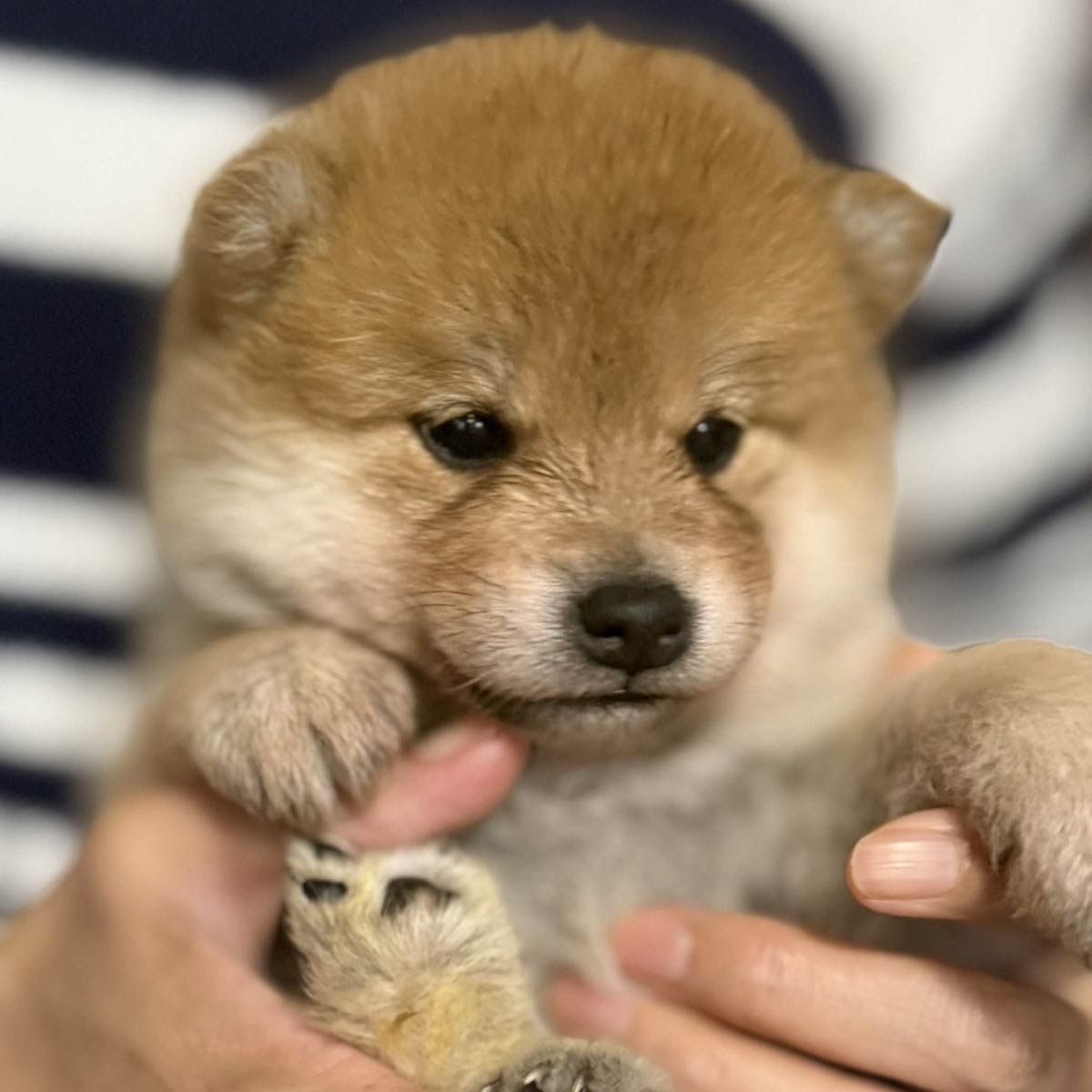 赤柴オス子犬】ID4638の詳細情報と購入ガイド｜価格・血統・保証内容