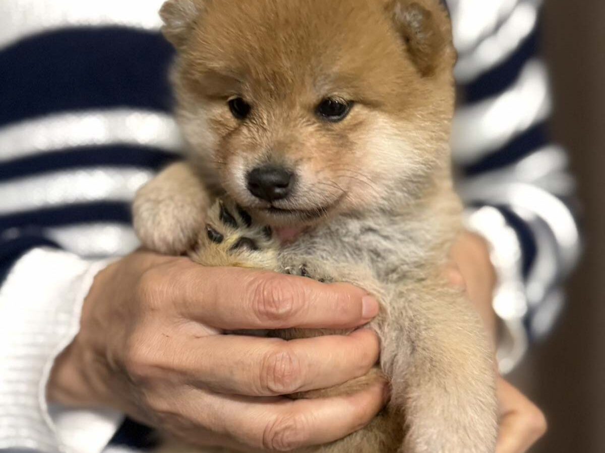 赤柴オス子犬】ID4638の詳細情報と購入ガイド｜価格・血統・保証内容