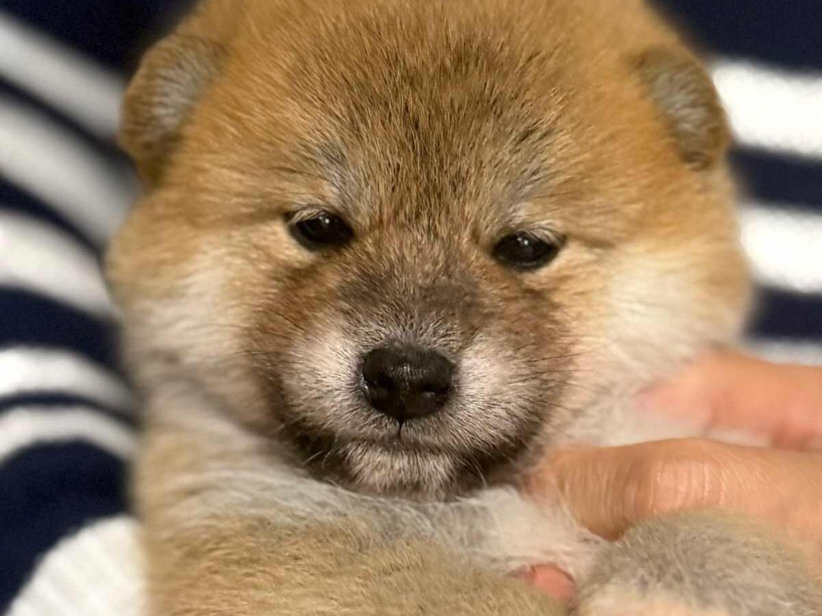 四季オリジナル柴犬 四季オリジナル柴犬の通販はau PAY マーケット - 輸入雑貨のネット