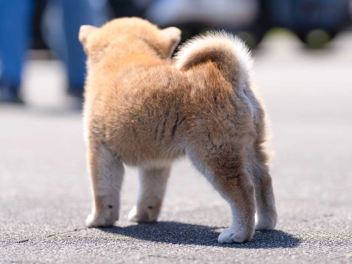 赤柴オス子犬】ID4631の価格・血統・保証内容｜安心の購入ガイド【東京