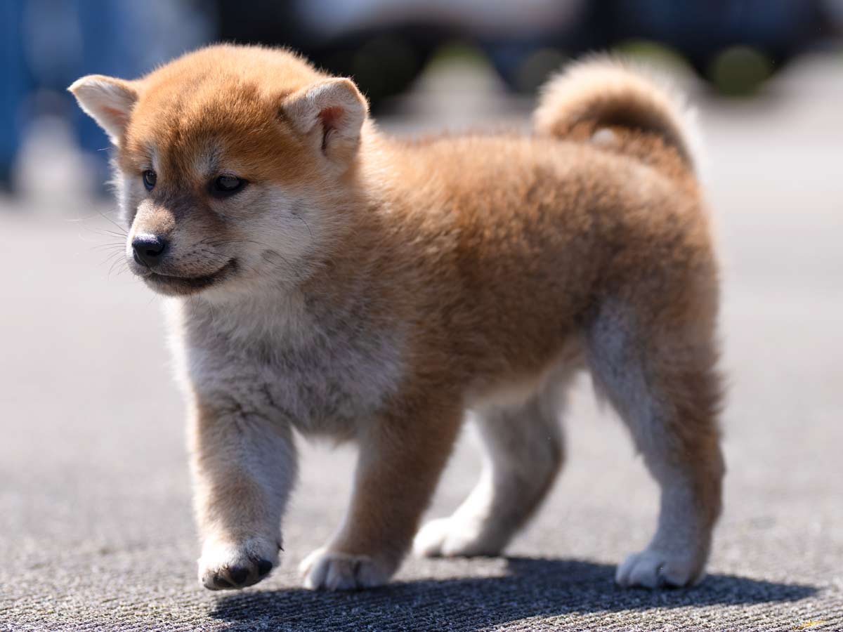 【赤犬】　シャープ　並四ラジオ　動作品　値下げ！ 赤柴オス子犬】ID4631の価格・血統・保証内容｜安心の購入ガイド【東京