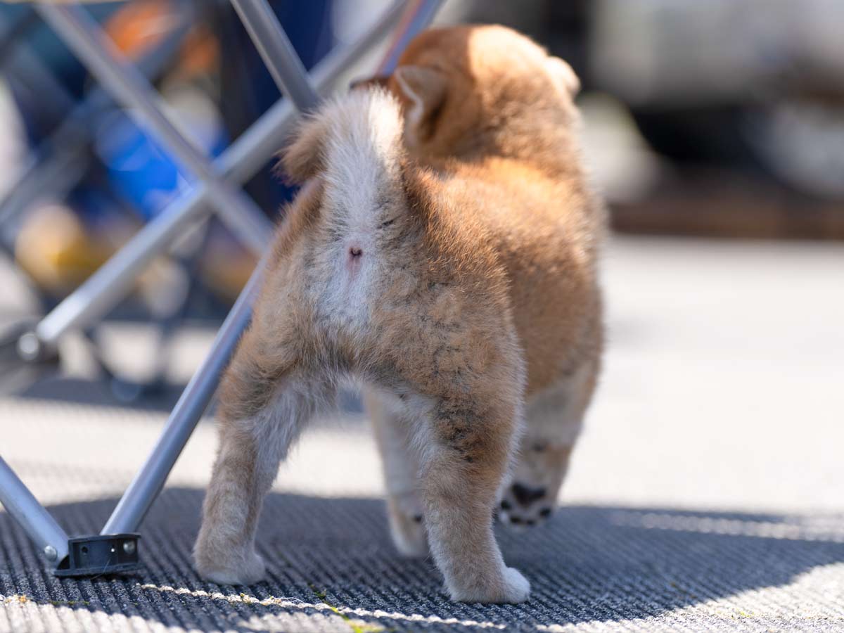 赤柴オス子犬】ID4631の価格・血統・保証内容｜安心の購入ガイド【東京