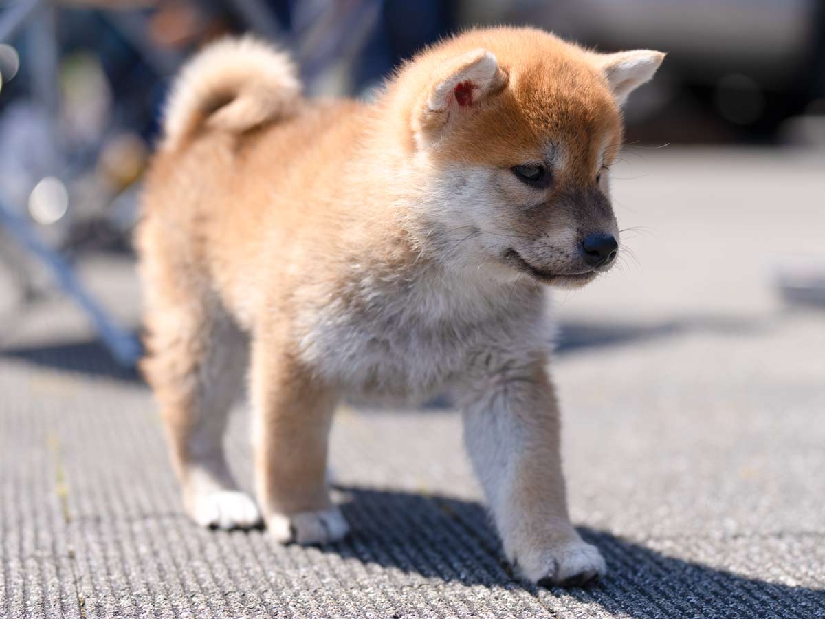 赤柴オス子犬】ID4631の価格・血統・保証内容｜安心の購入ガイド【東京