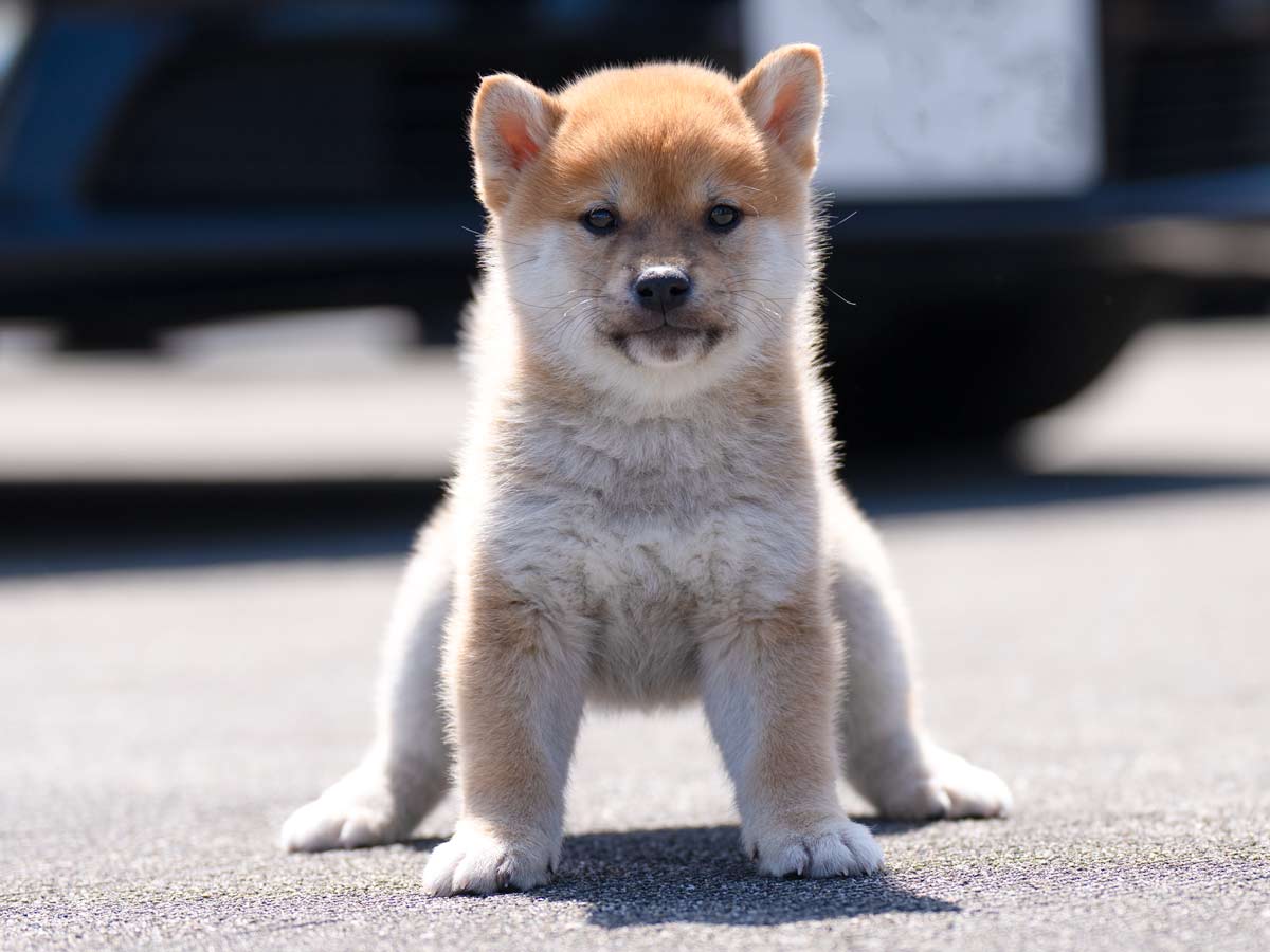 赤柴オス子犬】ID4631の価格・血統・保証内容｜安心の購入ガイド【東京