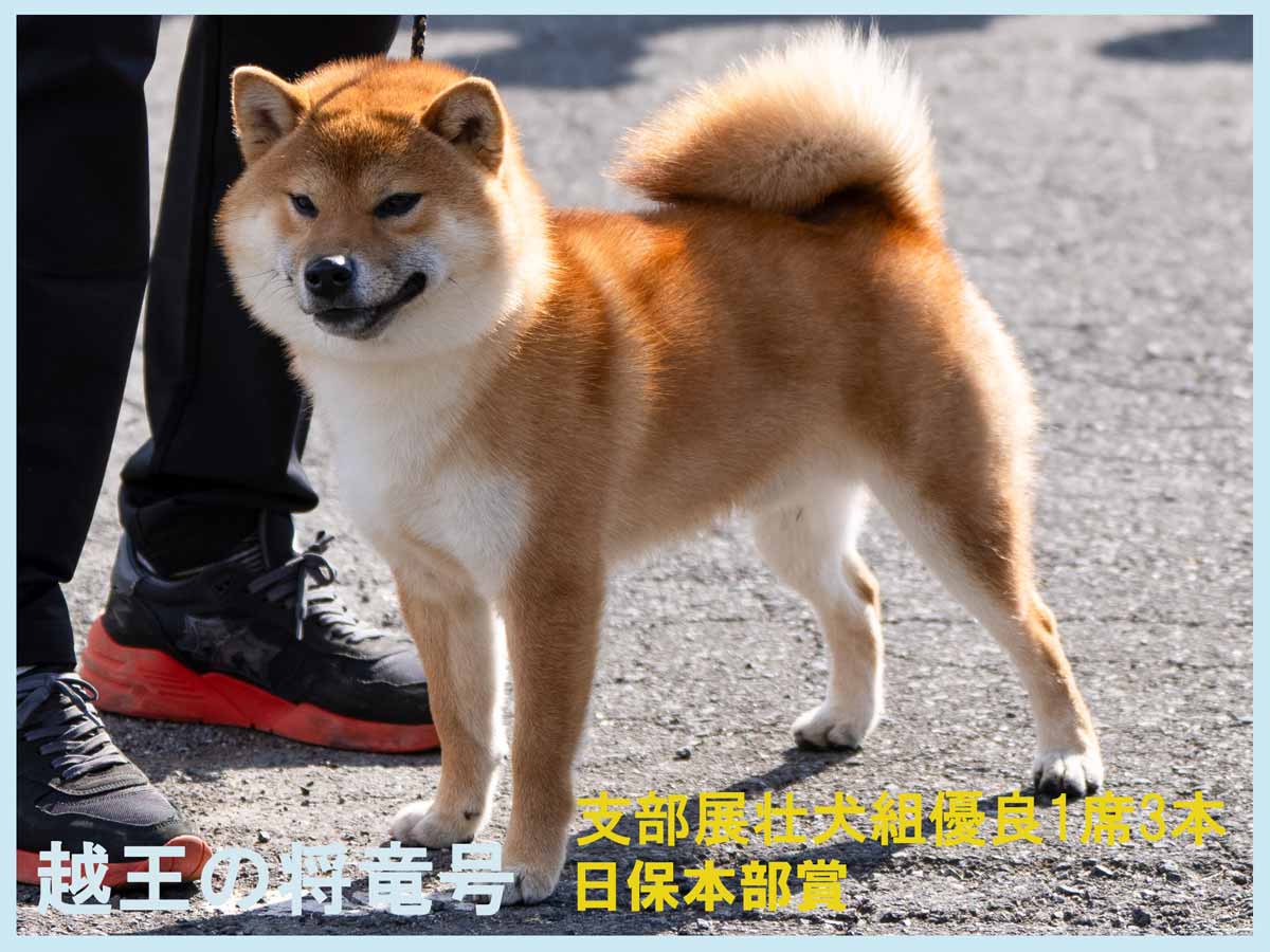 赤柴オス子犬】ID4639の詳細情報と購入ガイド｜価格・血統・保証内容
