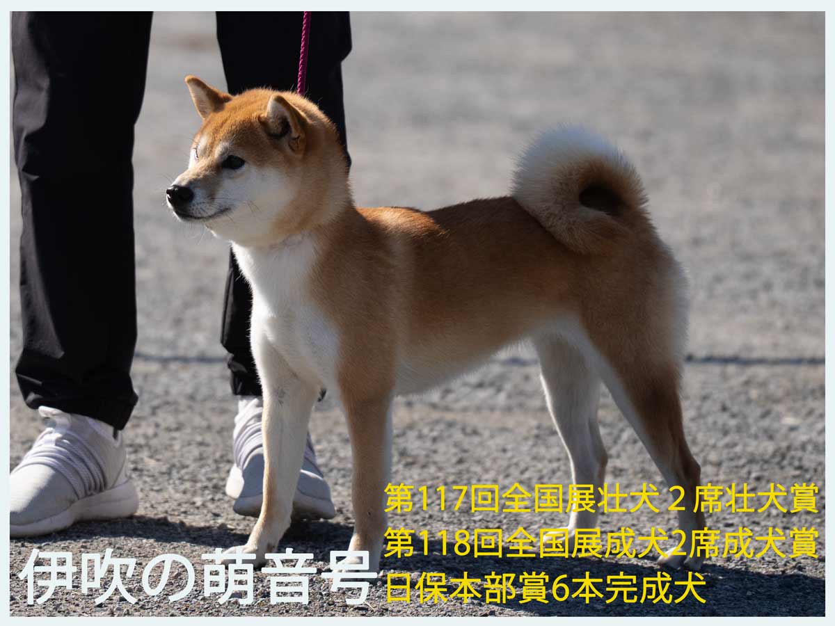 赤柴オス子犬】ID4631の価格・血統・保証内容｜安心の購入ガイド【東京