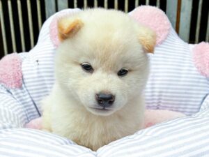 全国対応の柴犬専門ブリーダー直販｜生命保証・医療補償・海外輸出対応