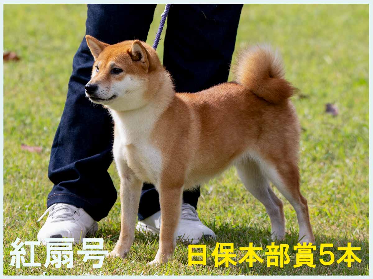 赤柴オス子犬】ID4647の詳細情報と購入ガイド｜価格・血統・保証内容