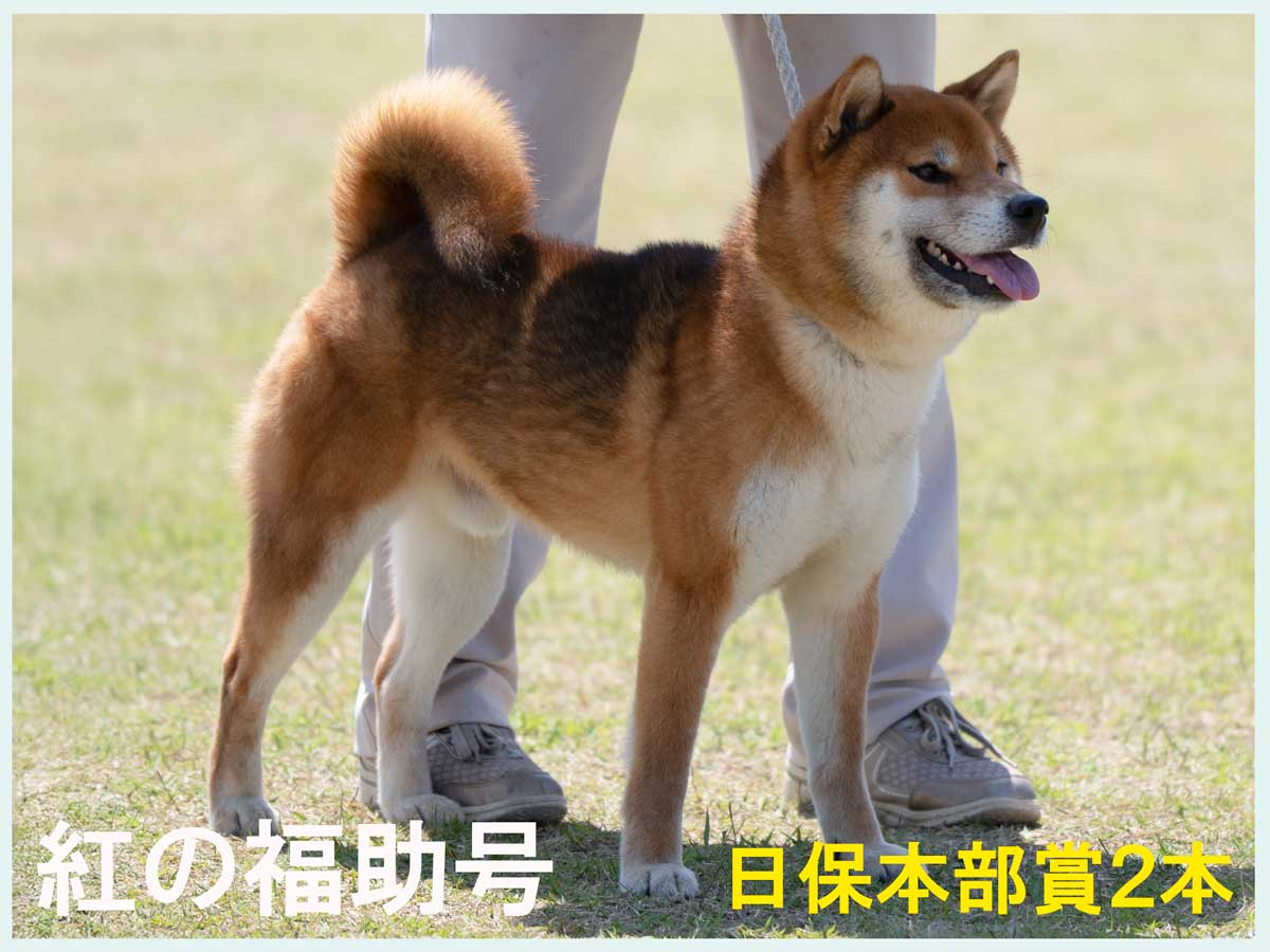 赤柴オス子犬】ID4648の詳細情報と購入ガイド｜価格・血統・保証内容